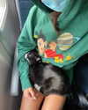 sydney_melman Altpins Profile Picture