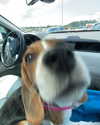 sydney_melman Altpins Profile Picture
