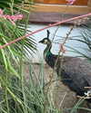 sydney_melman Altpins Profile Picture