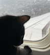 sydney_melman Altpins Profile Picture