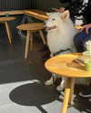 sydney_melman Altpins Profile Picture