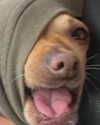 sydney_melman Altpins Profile Picture