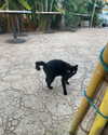 sydney_melman Altpins Profile Picture