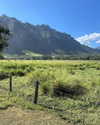 sydney_melman Altpins Profile Picture