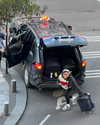 sydney_melman Altpins Profile Picture