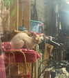 sydney_melman Altpins Profile Picture