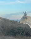 sydney_melman Altpins Profile Picture