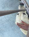 sydney_melman Altpins Profile Picture
