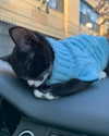 sydney_melman Altpins Profile Picture