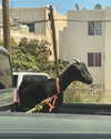 sydney_melman Altpins Profile Picture