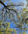 sydney_melman Altpins Profile Picture
