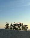 sydney_melman Altpins Profile Picture