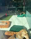 sydney_melman Altpins Profile Picture
