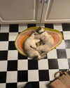 sydney_melman Altpins Profile Picture