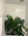 sydney_melman Altpins Profile Picture