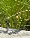 sydney_melman Altpins Profile Picture
