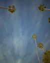 sydney_melman Altpins Profile Picture