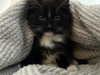 sydney_melman Altpins Profile Picture