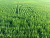 sydney_melman Altpins Profile Picture
