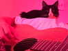 sydney_melman Altpins Profile Picture