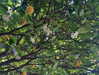 sydney_melman Altpins Profile Picture