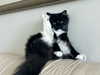 sydney_melman Altpins Profile Picture