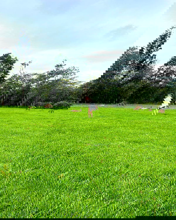 sydney_sweeney image ~ Altpins