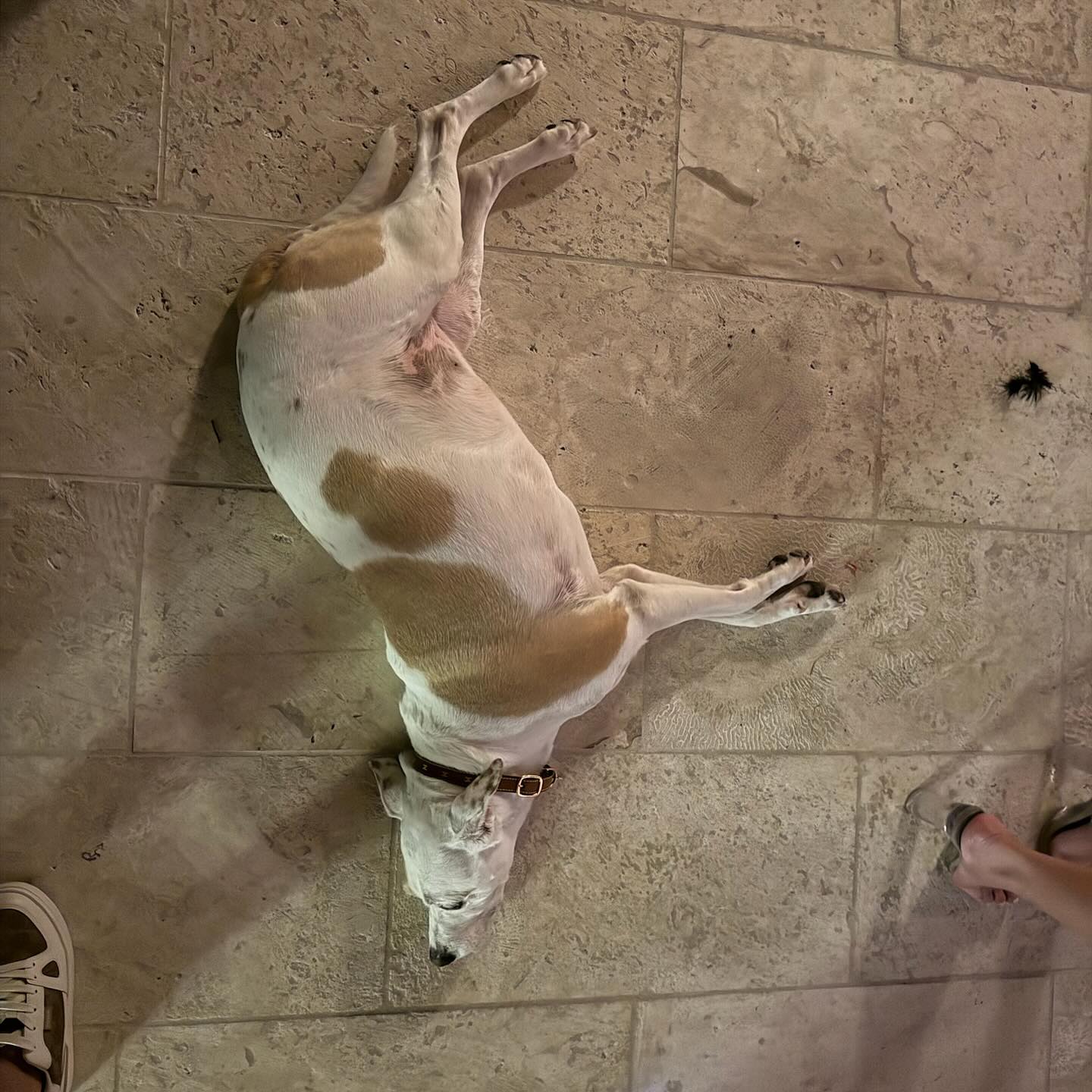 sydney_sweeney instagram image archive image