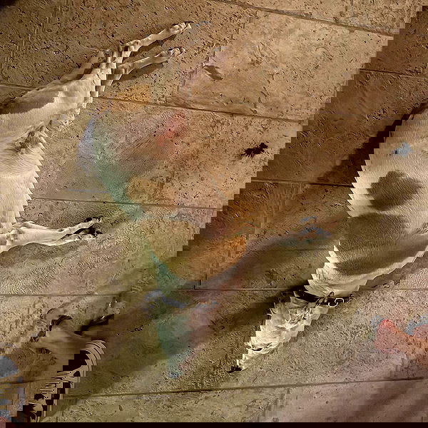 sydney_sweeney image ~ Altpins