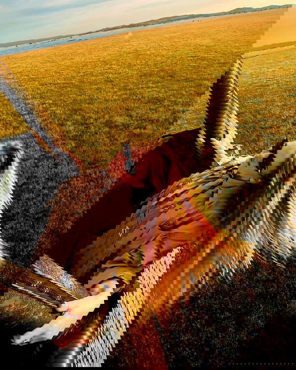 sydney_sweeney image ~ Altpins