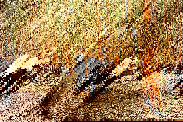 sydney_sweeney image ~ Altpins