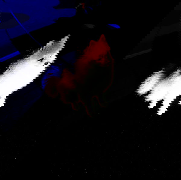 sydney_sweeney image ~ Altpins