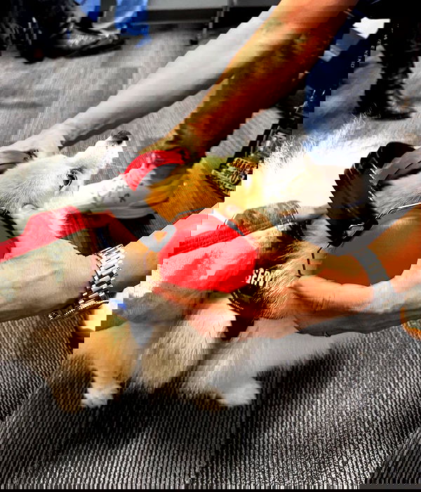 sydney_sweeney image ~ Altpins