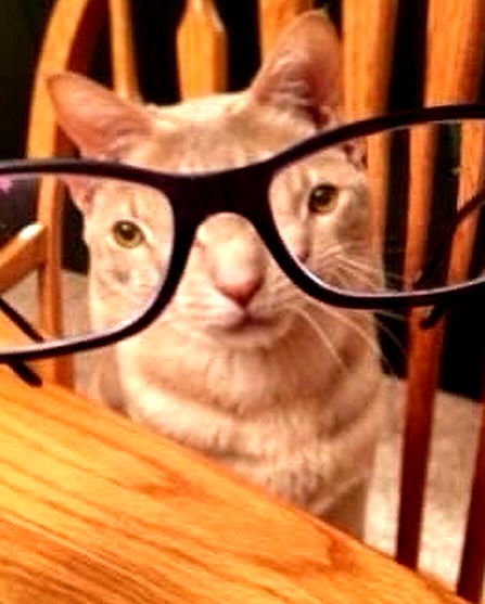 sylunh image ~ Altpins