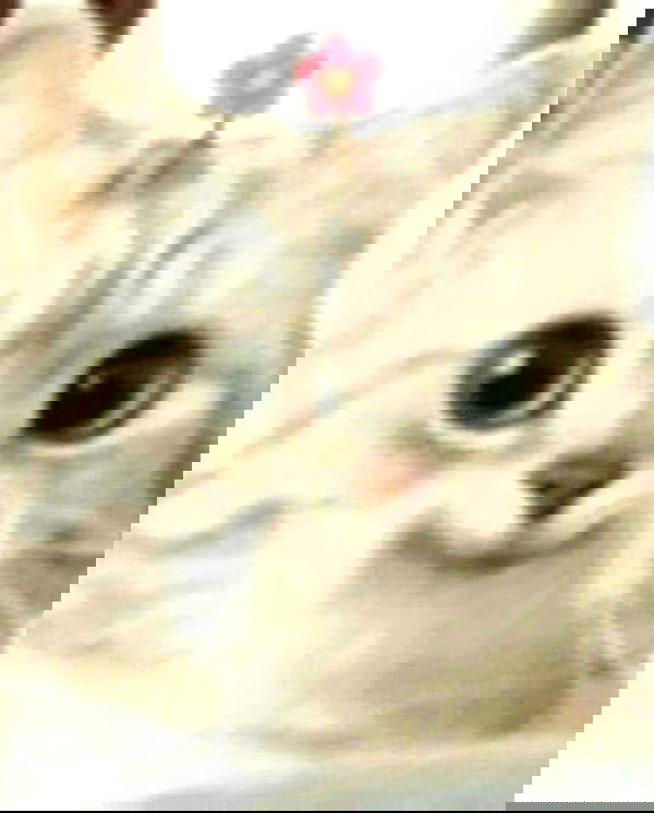 sylunh image ~ Altpins