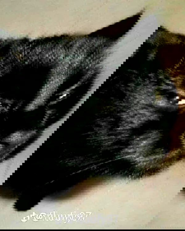 sylunh image ~ Altpins