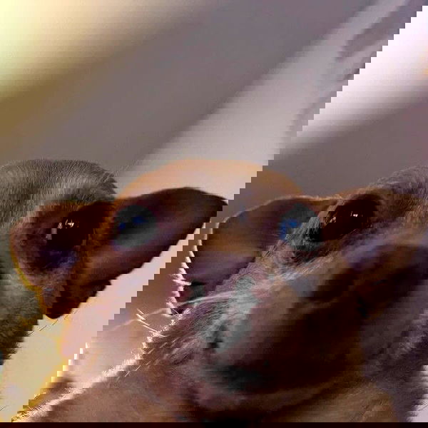 sylunh image ~ Altpins