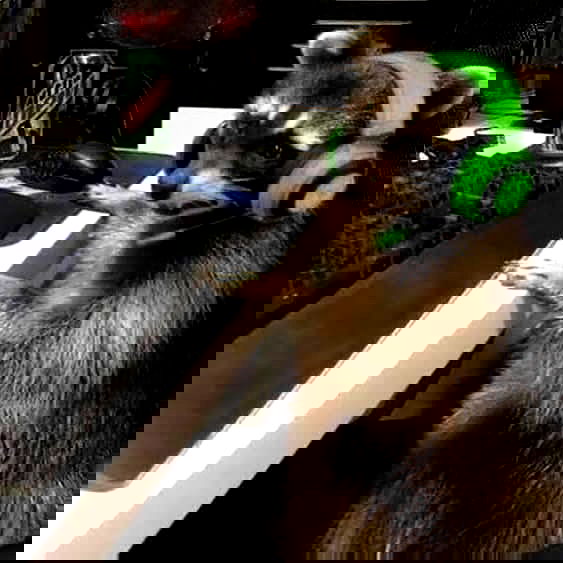 sylunh image ~ Altpins