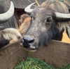 taamargk Altpins Profile Picture