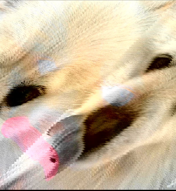 tair_alon tair_alon archive image