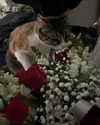 tal_ohana Altpins Profile Picture