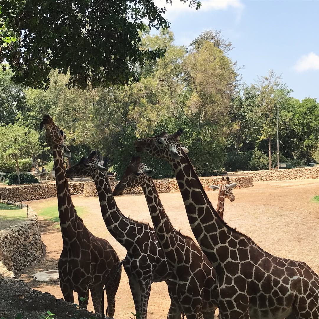 talweisswasser instagram image archive image