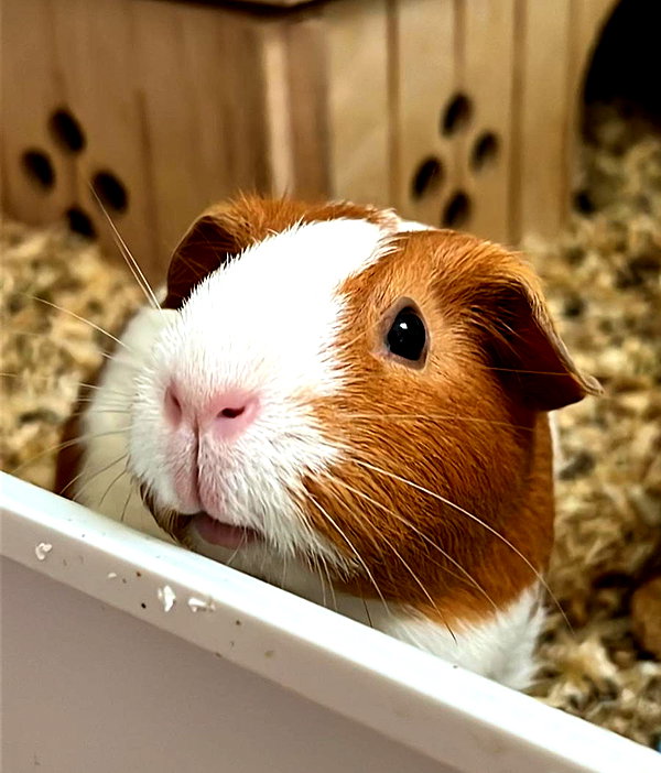 tanukiicos instagram image archive image