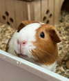 tanukiicos Altpins Profile Picture