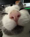 tanukiicos Altpins Profile Picture