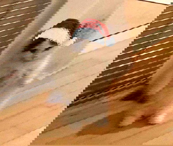 tanukiicos tanukiicos archive image