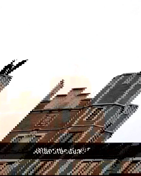 tanukiicos tanukiicos archive image