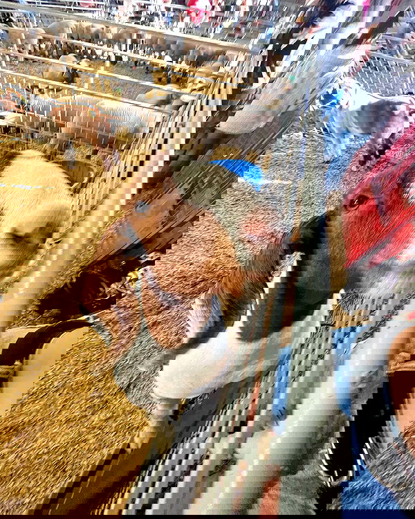 tatum.ricee tatum.ricee archive image