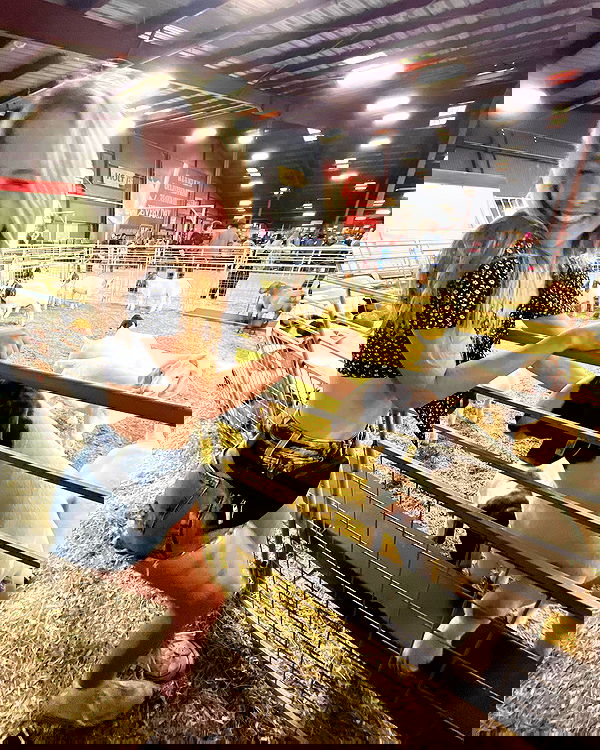 tatum.ricee tatum.ricee archive image