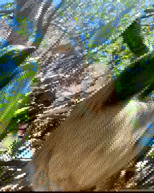 tatum.ricee tatum.ricee archive image